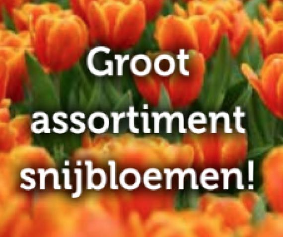 Groot assortiment snijbloemen