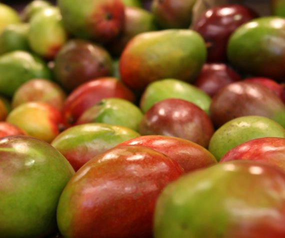 Heerlijke mango’s 3 stuks