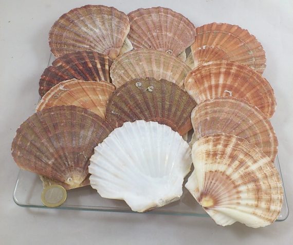 Jacobsschelpen (coquilles)