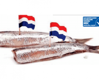 Hollandse Nieuwe vers van ’t mes: 4 voor 11,– 6 voor 15,–