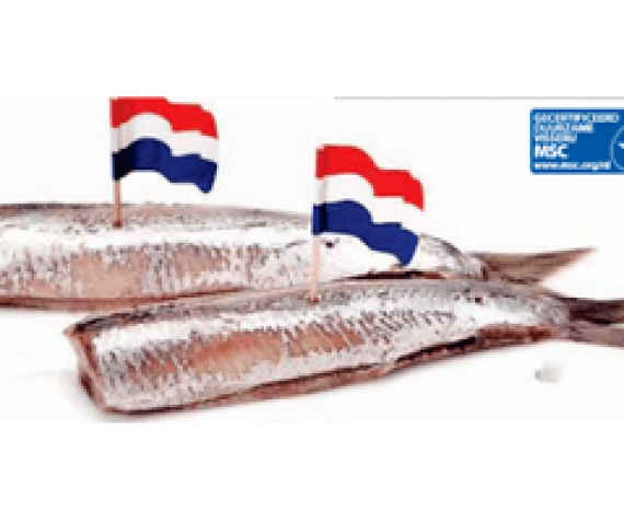 Ze ziin er weer HOLLANDSE NIEUWE