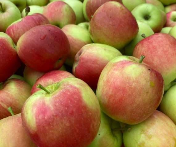 Dag aanbieding: Hollandse nieuwe oogst Delcorf / Delbare.