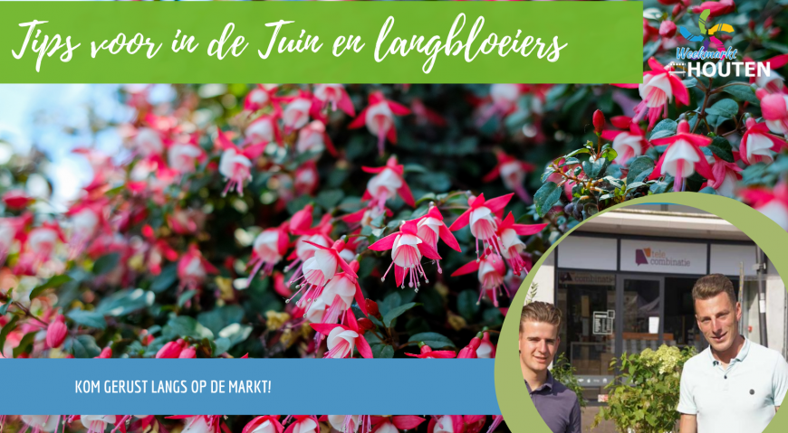 Informatief: Langbloeiende planten + tips voor in de tuin