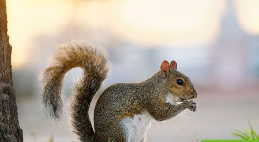 Op de markt als een eekhoorn