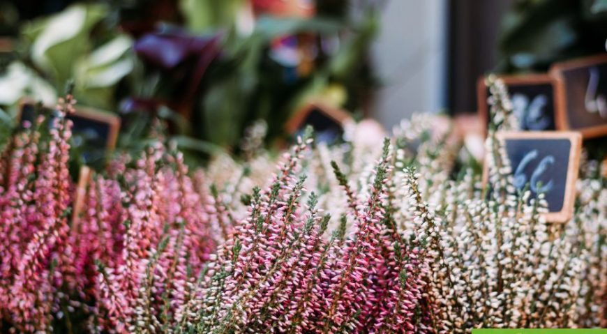 Eerste sneeuw en winterse gezelligheid op de markt