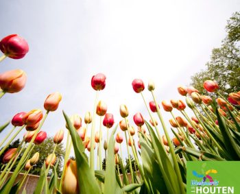 Minder sneeuw in het land… en de tulpen zijn er! 