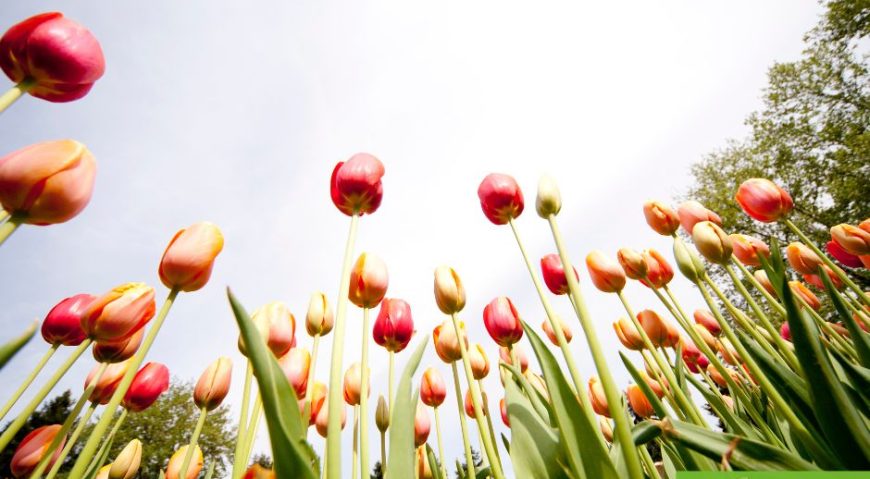 Minder sneeuw in het land… en de tulpen zijn er! 