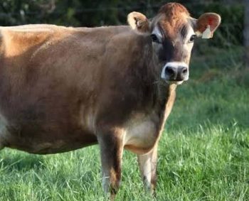 JERSEY KAAS, andere koe, andere melk, andere kaas