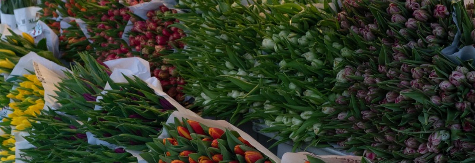 Korte rozen 3 bossen €5.-