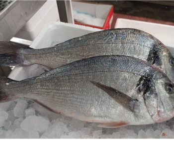 Verse Dorade of zeebaars