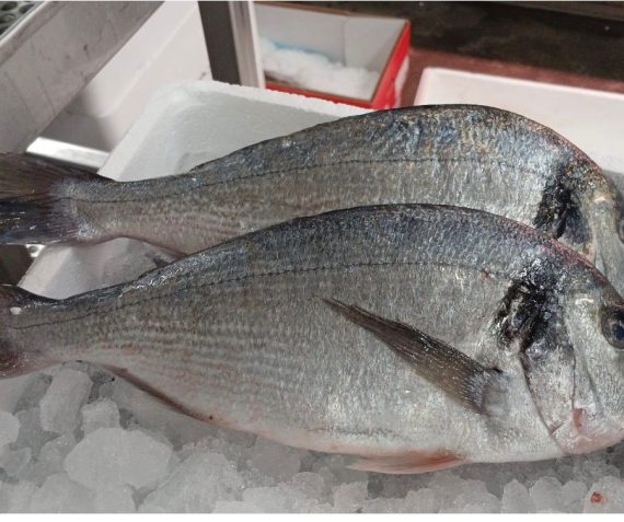 Verse Dorade of zeebaars