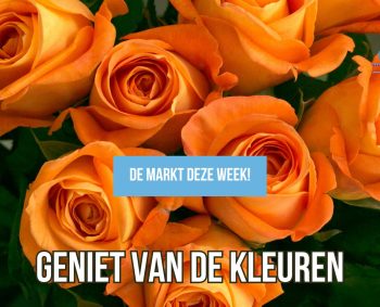 “Lekker toch! Wat meer kleur in huis!”