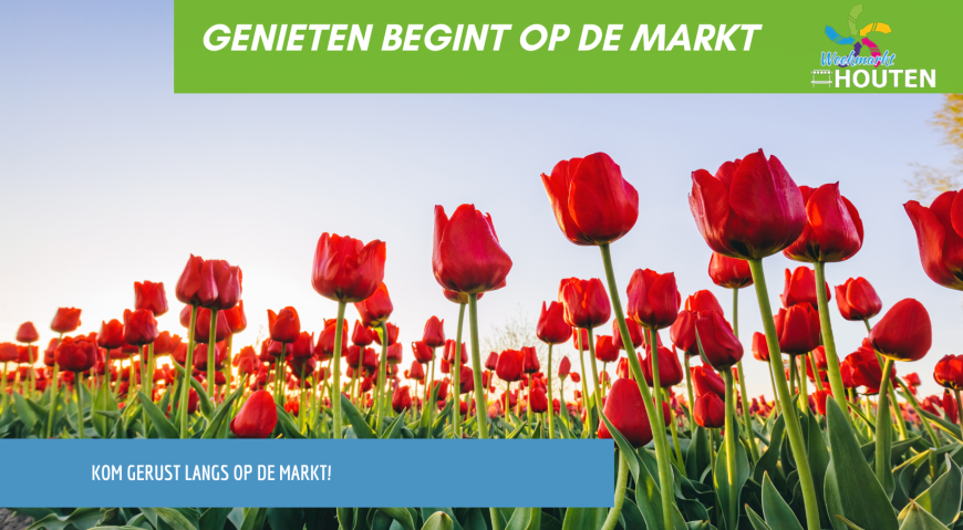 Tulpen: Een kleurrijke geschiedenis en nu volop verkrijgbaar op de markt! 🌷